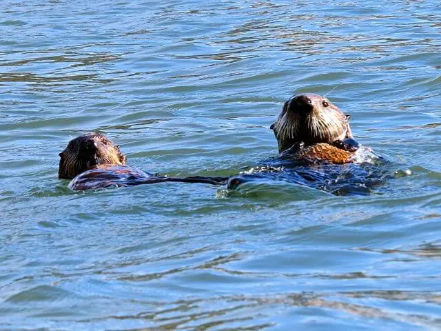 A pair of sea otters resting in the bay